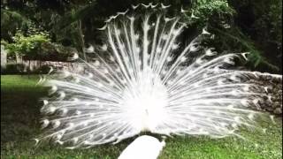 White peacock opening feathers The most beautiful white peacock [upl. by Nojed757]