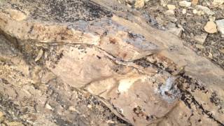 Hummocky and Swaley Cross Stratification in outcrop [upl. by Vigen]