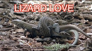 Whiptail Lizards Mating NARRATED [upl. by Lednem722]