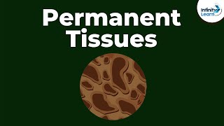 What are Permanent Tissues  Dont Memorise [upl. by Eatnuahc283]