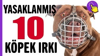 Yasaklanmış 10 köpek ırkı  Hayvanlar Alemi  Aklında olsun [upl. by Omrellug]