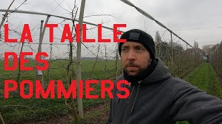 La taille des pommiers basse tige [upl. by Gage]