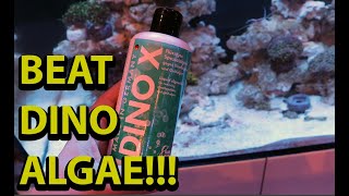 How to beat dinoflagellates in a reef tank [upl. by Llenwahs]