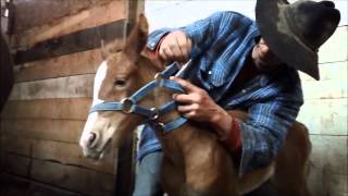 Foal Halter Training [upl. by Publus]