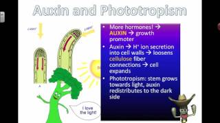 Auxins and Phototropism 2016 [upl. by Bowerman]