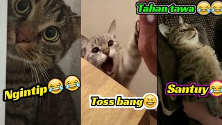 Part3 NG4K4KTAHAN TAWA KUMPULAN VIDEO KUCING LUCU BIKIN SAKIT PERUT😂😂 [upl. by Sefton]