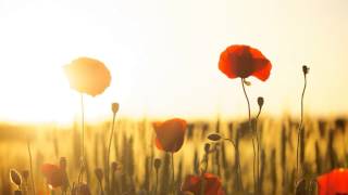 Remembrance Day Tribute  Slideshow [upl. by Cyler]