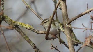 YellowBrowed Warbler [upl. by Hewett]