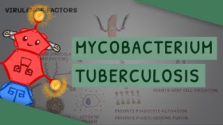 Mycobacterium tuberculosis  TB [upl. by Yoc]