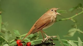 Nachtegaal  Common Nightingale singing [upl. by Ocram239]