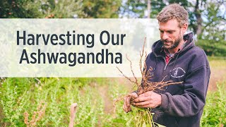 Ashwagandha Root  Growing amp Harvesting on Our Farm  Ayurvedic Herbs [upl. by Latsyrcal]