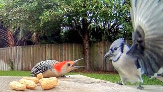 Blue Jays Versus Woodpecker [upl. by Akinas]