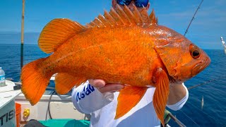 DEEP Sea California Rockfish Catch Clean Cook [upl. by Campbell]