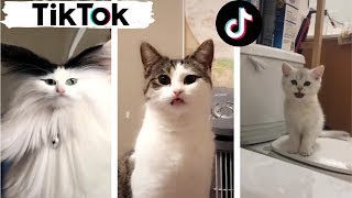 Cats being CATS  Try Not to Laugh  TIK TOK  Funny Cats Compilation TikTok [upl. by Gentes112]