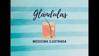 Dermatología   Glándulas [upl. by Kaufmann927]