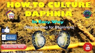 HOW TO CULTURE DAPHNIA In Easy Way [upl. by Oned]