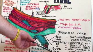 Inguinal Canal  Anatomy Lecture for Medical Students  USMLE Step1 [upl. by Ariaet668]