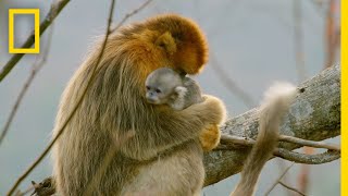 A Baby Golden SnubNosed Monkey  Hidden Kingdoms of China [upl. by Bugbee]