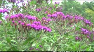 Ironweed Vernonia fasciculata [upl. by Naillij]