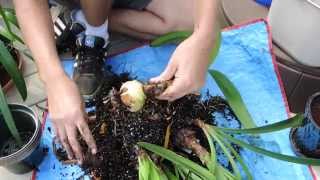 Preparing Amaryllis for Dormancy [upl. by Armond]