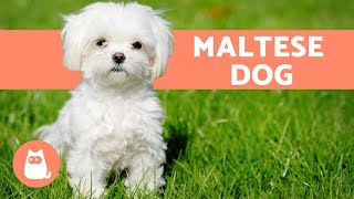 The Maltese Dog  Character Care and Health [upl. by Ade]