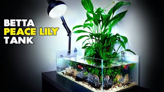 Aquascape Tutorial Peace Lily Betta Fish Aquarium How To Step By Step Planted Tank Guide [upl. by Aroled696]