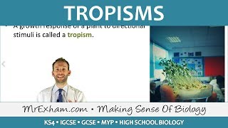 Coordination and Response  Plants  Tropisms  GCSE Biology 91 [upl. by Kiri755]