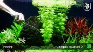 Limnophila sessiliflora [upl. by Scibert]