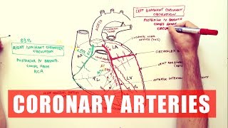 Coronary Arteries  Anatomy Tutorial [upl. by Zebapda]