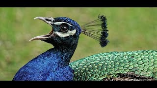 Peacock Sound  Peacock call HD Short Nature [upl. by Noeled]