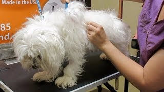 How to Groom A Matted Maltese [upl. by Camille82]