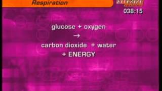 GCSE BBC Science Bitesize  Respiration [upl. by Henig]