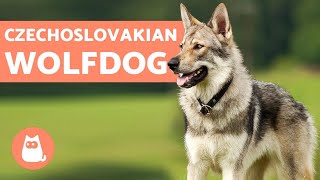 The Czechoslovakian Wolfdog  Everything You Need to Know [upl. by Akiaki]