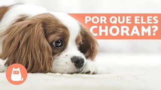 COMO FAZER CADEIRA DE RODAS PARA CACHORRO E GATO [upl. by Adnamal]