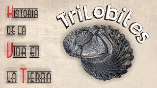 HVT Trilobites mini documental [upl. by Assennej]