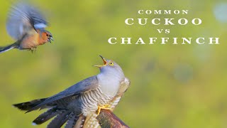 CUCKOO bird vs Chaffinch  bird call and sounds [upl. by Essirehc]