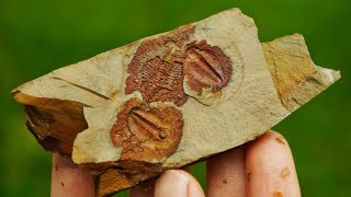 Finding 400500 Million Year Old Trilobite Fossils in Georgia The Oldest Fossils I Have Ever Found [upl. by Ennaerb60]