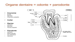 Anatomie dentaire [upl. by Rosalyn]