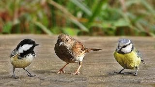 Sons doiseaux de la forêt [upl. by Malachy]