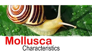 Mollusca phylum characteristics [upl. by Silado]