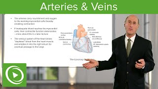 Arteries amp Veins – Cardiology  Lecturio [upl. by Aicnarf308]