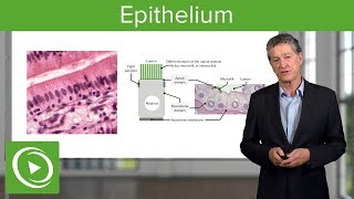 Epithelium – Histology  Lecturio [upl. by Erdnaid]