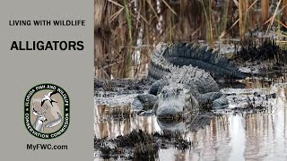 Living With Wildlife Alligators [upl. by Dralliw743]