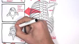 Anatomy Thorax Overview  Ribs Sternal angle Pleura and Pneumothorax [upl. by Nifled711]