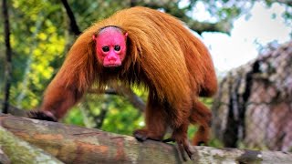 Strange Monkeys You Wont Believe Actually Exist [upl. by Ruzich187]