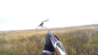 INSANE Pheasant HUNTING CATCH CLEAN COOK [upl. by Byrann]