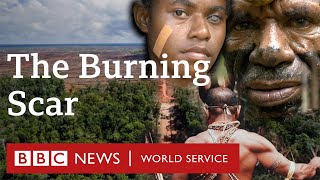 Inside the destruction of Asias last rainforest  BBC World Service [upl. by Genesa]