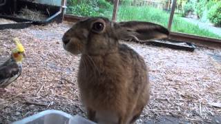 Brown Hare makes snorting sounds  latest Bambi film [upl. by Pihc]