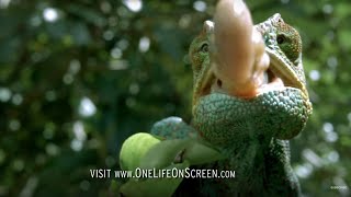 Chameleon Tongue In Slow Motion  One Life  BBC Earth [upl. by Tootsie]