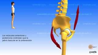 La colocacion de la pelvis La bisagra lumbarsacral [upl. by Audre]